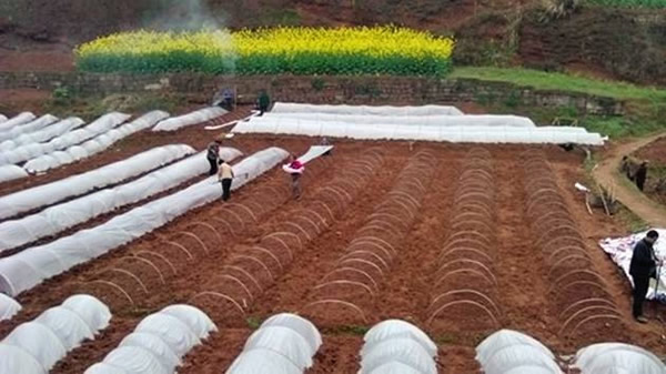 翠屏区掀起春耕生产热潮